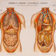 Illustration for article titled A Brief History of the Body Told Through 10 Eye-Popping Drawings